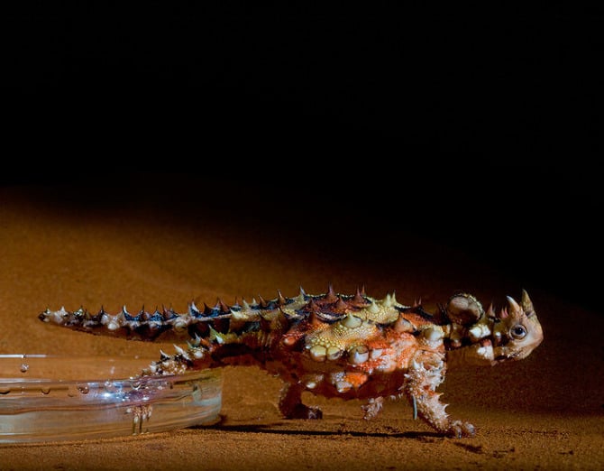 lagarto con espinas metiendo su pata en una charola con agua 
