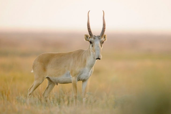 antilope con largos cuernos y nariz alargada 