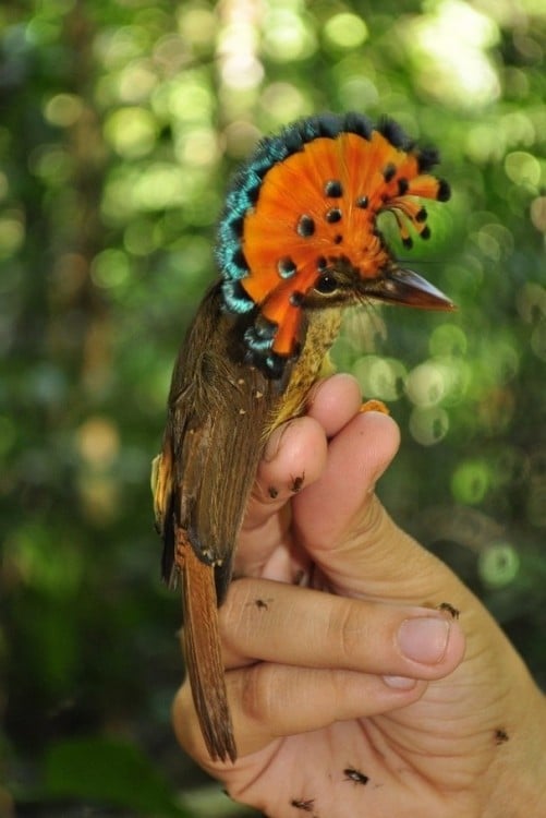 pajaro siendo sotenido en las manos de una persona 