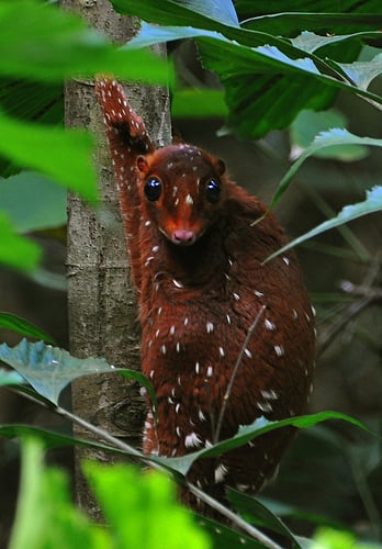 oso colgado en un árbol