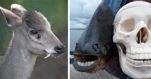 animales que no tenias idea de que existian