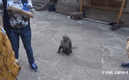 mono robando a turista