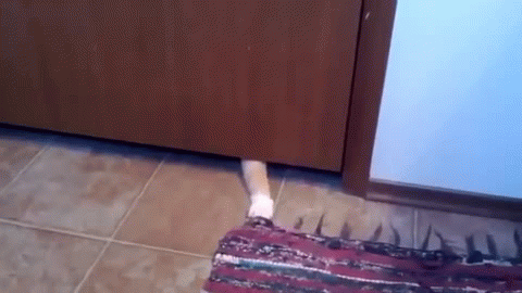 gato roba tapete por debajo de la puerta
