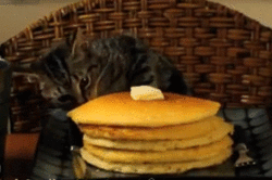 gato robando tortillas