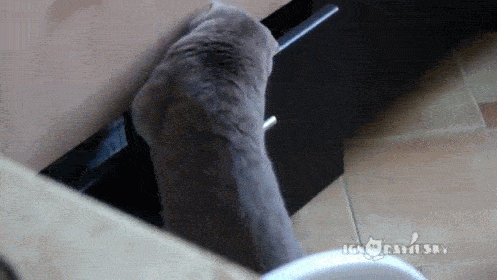 gatito gris abriendo un cajón