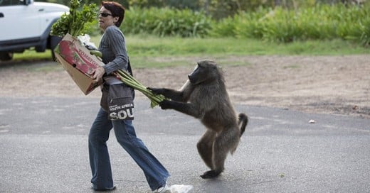 animales que te quitaron impunemente las cosas