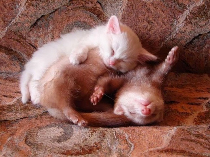 Gatito y comadreja durmiendo en el sillon