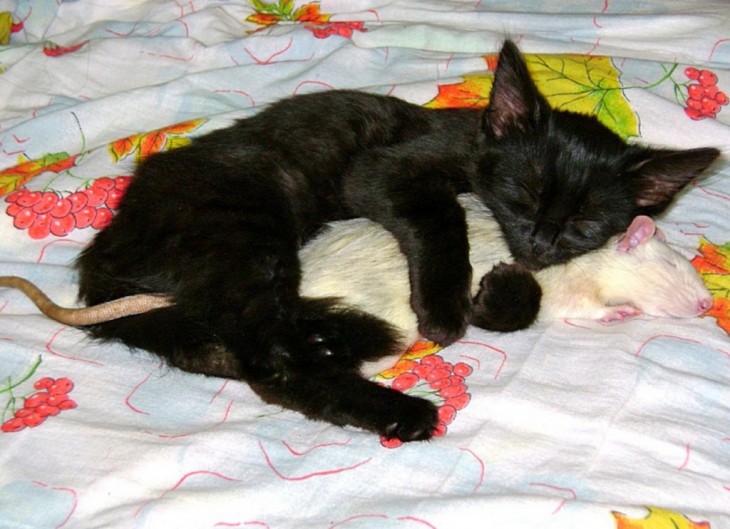 Gato y rata durmiendo tranquilamente en la cama