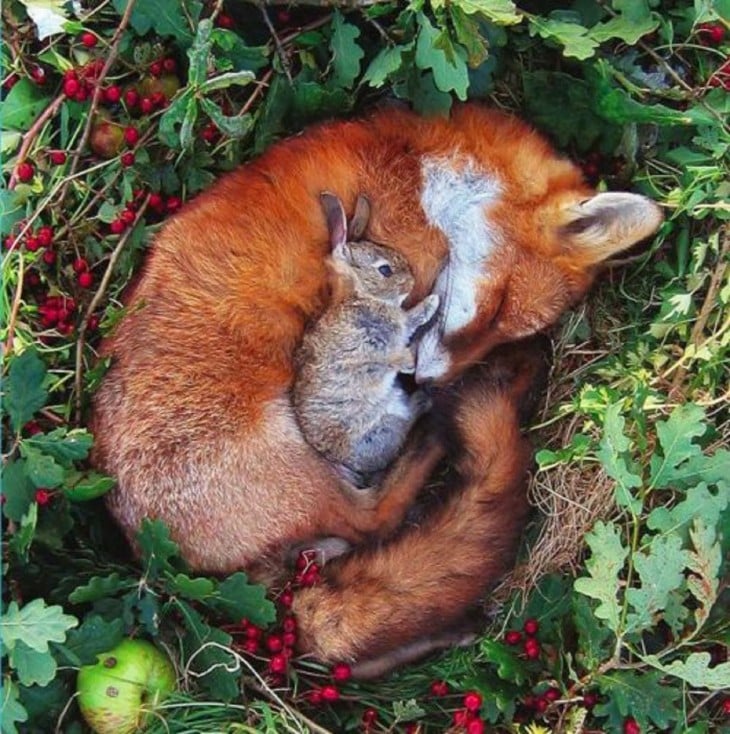 zorro y conejo durmiendo