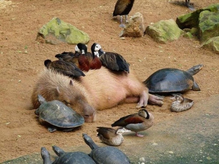 Capibara con tortugas y patos salvajes