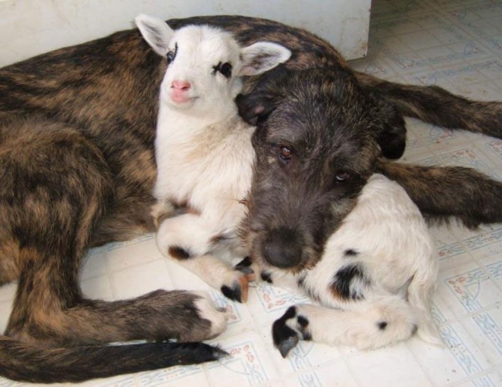 Perro y cabra durmiendo