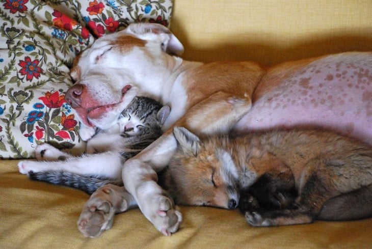 Perro y gato durmiendo