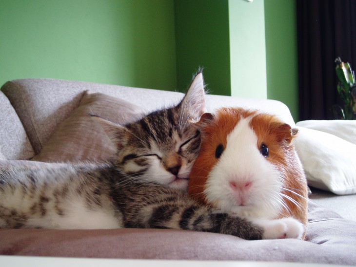 Hampster y gato acostados junto en el sofa