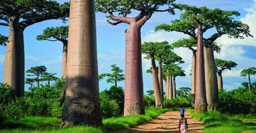 arboles que demuestran la naturaleza es increible