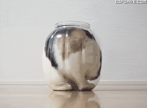 gato girando dentro de un frasco de vidrio
