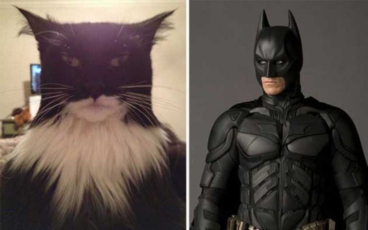 Gato que se parece a batman