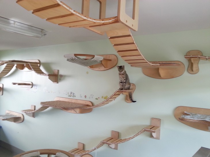 cuarto que tiene puentes colgantes para gatos