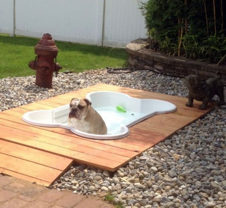 piscina para perro buldog