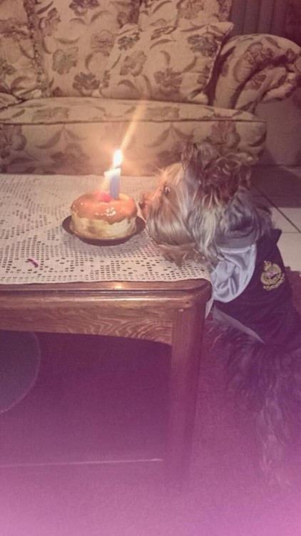 perro en su cumpleaños con un pastel