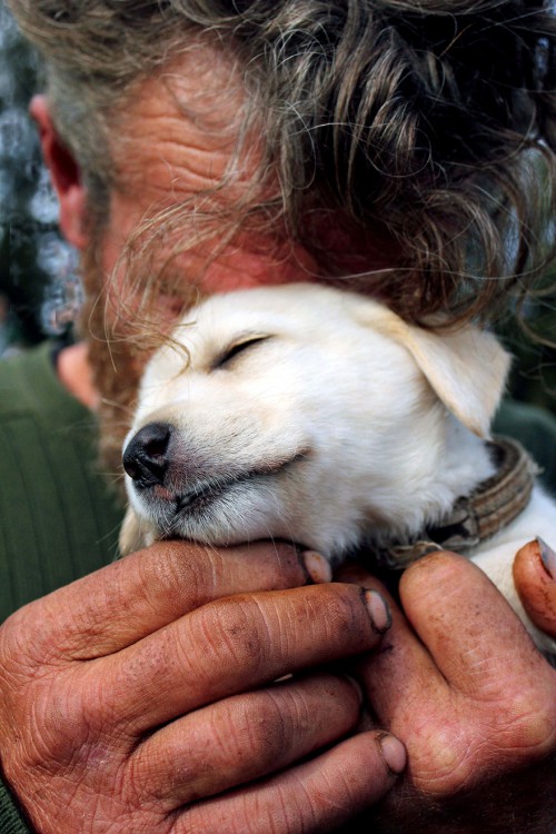 el perro el mejor amigo y no busca interéses (8)