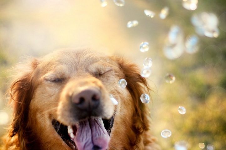 perro feliz sacando la lengua