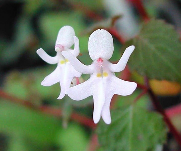 dos flores que parecen mujeres bailando 