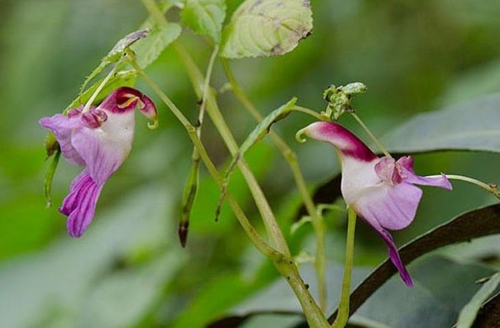 Flores que simulan dos loros volando 