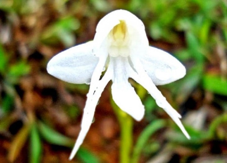 Orquídea en forma de ángel 