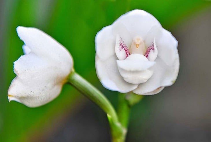 orquídeas que parece que tienen una paloma dentro 