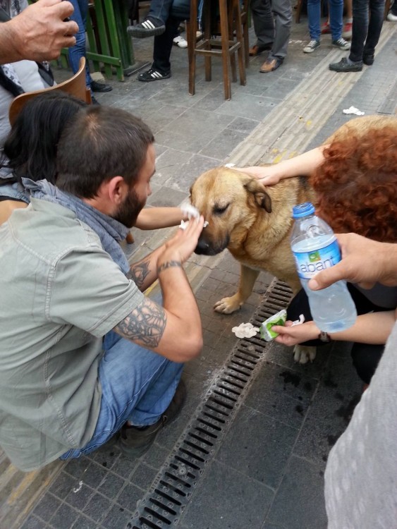 hombre ayudando a un perro a enjuagar sus ojos 