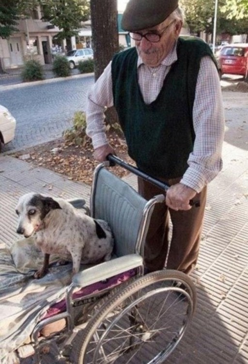 hombre de edad avanzada paseando a un perro en una silla de ruedas 