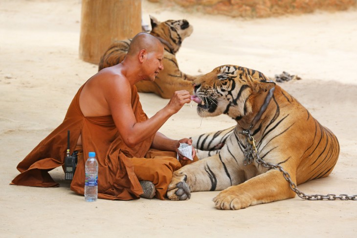 monje alimentando a un tigre encadenado 