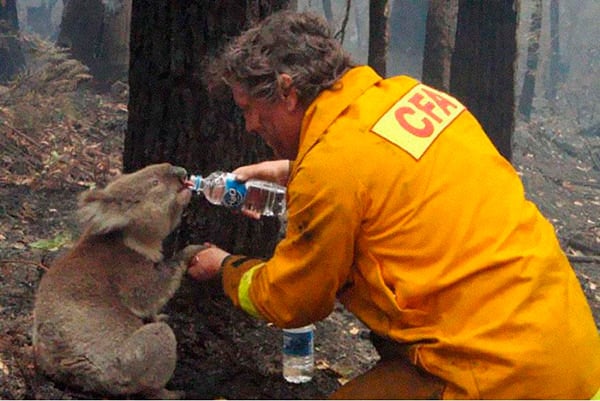 hombre dando agua a un koala 