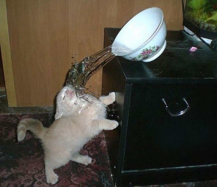 gatito con agua cayendole