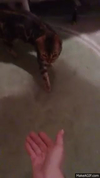 animacion de gato atacando a humano