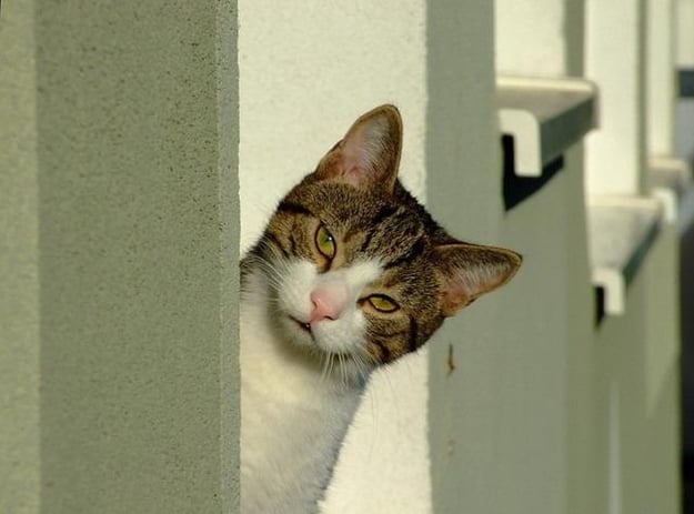 gato espiando ttras una pared