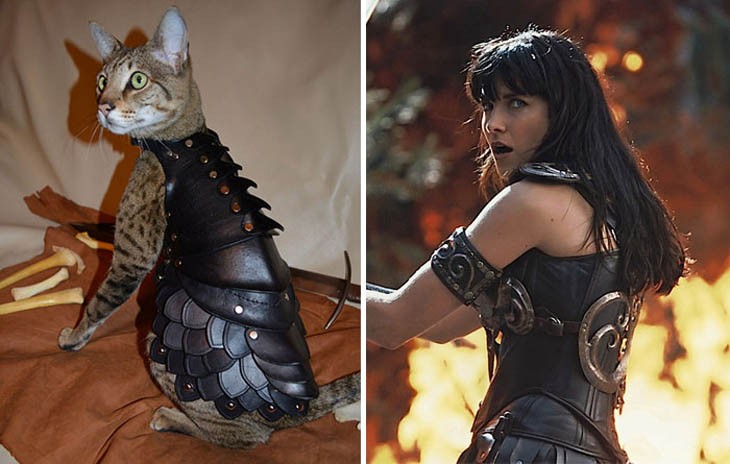 gato se parece a Xena, la princesa guerrera