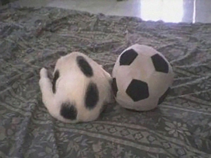 gato identica a un balon de futbol