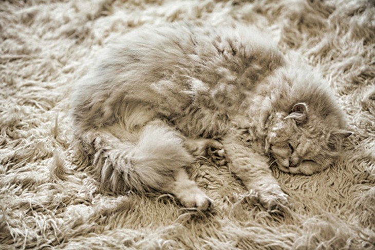 gatos camuflando se en alfombra gris