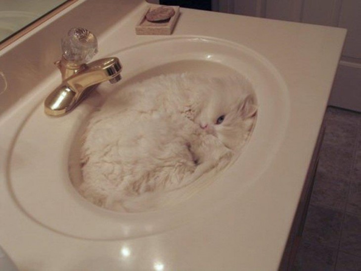 gato blanco en pileta de baño