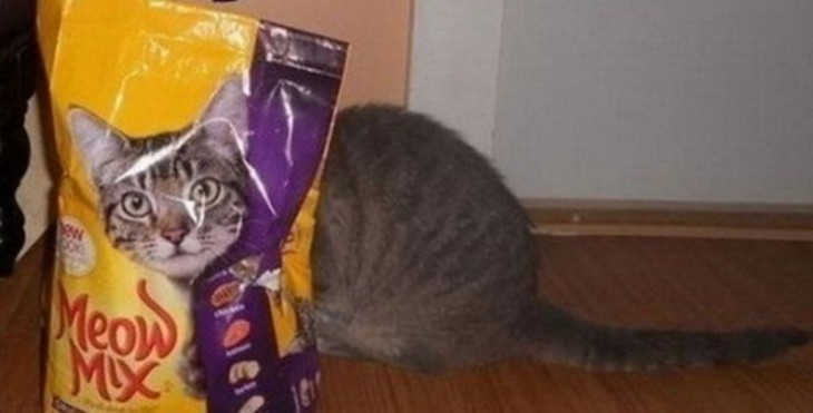 gatos camuflando se en un paquete de alimento