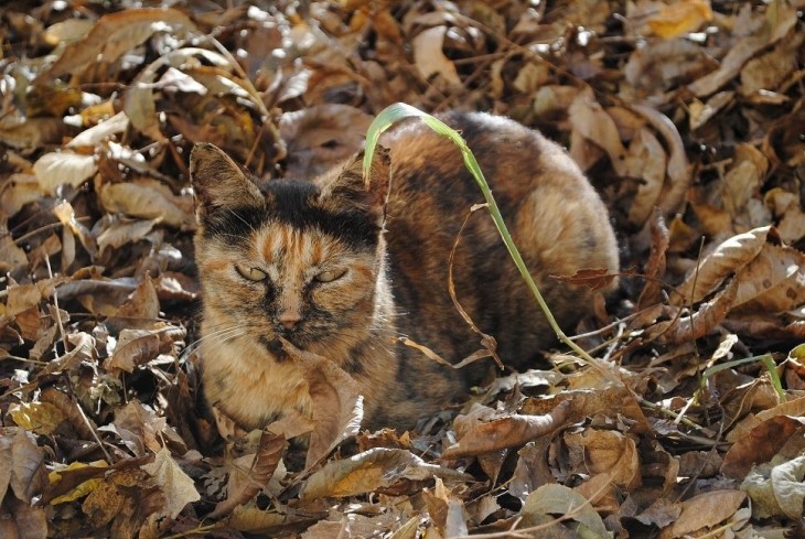 gatos camuflando se en las hojas caídas