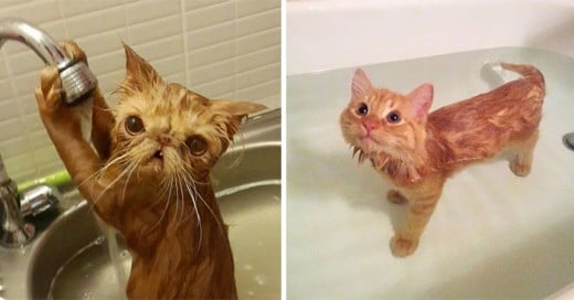 fotos de gatos que aman el agua