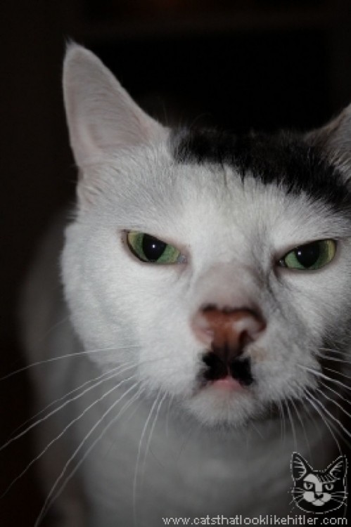 kitlers, gatos que se parecen a Hitler