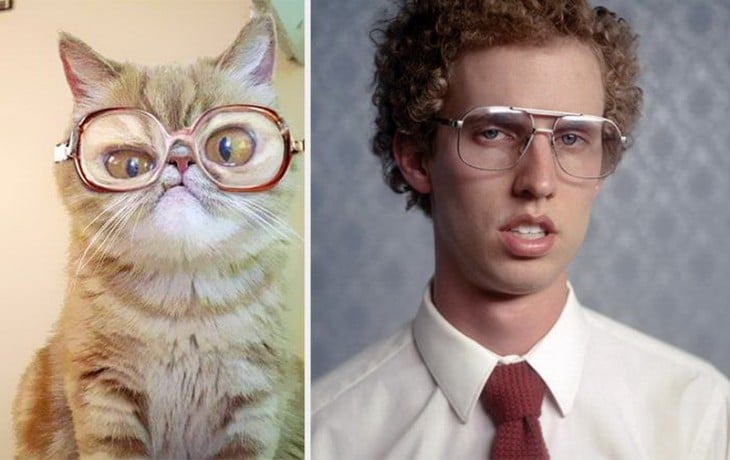 gato Napoleon Dynamite