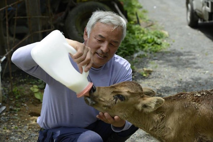 japones dandole de beber leche a un ternero