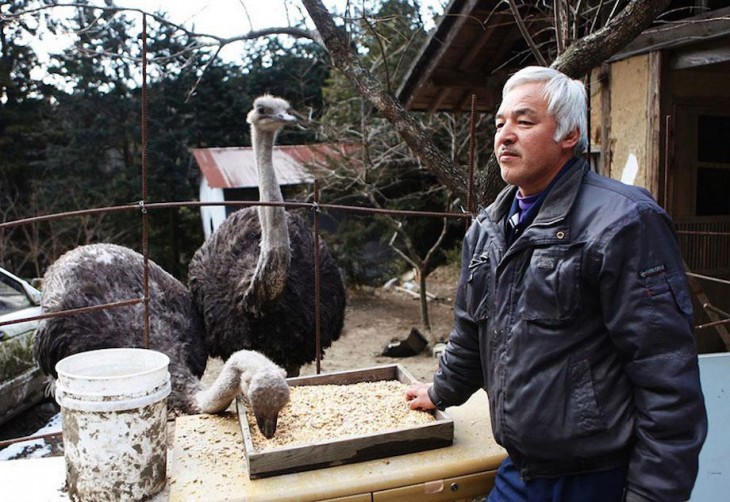 japones dandole decomer a avestruces