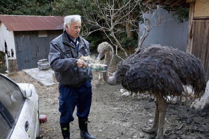 japones dandole de comer a un avestruz