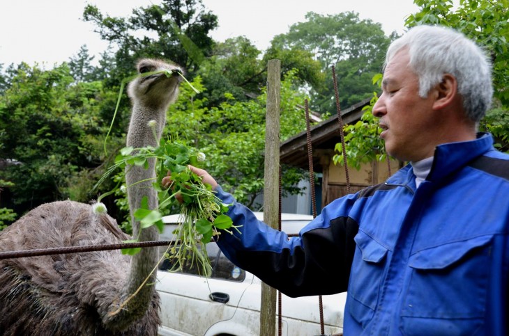 japones dandole de comer a un avestruz