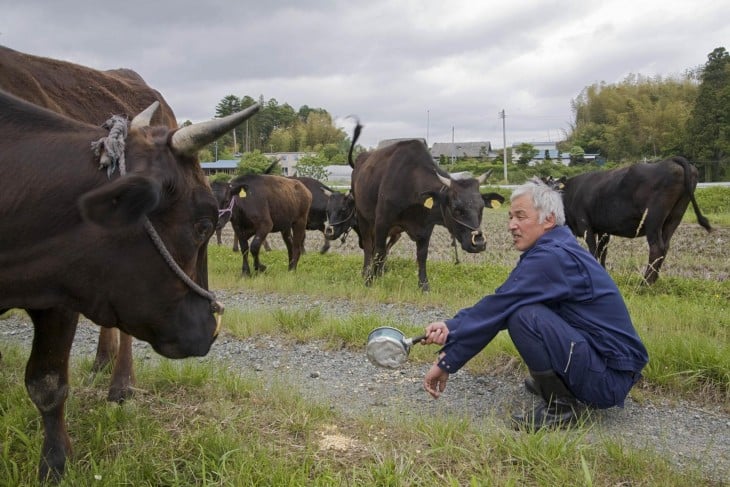 japones con un grupo de vacas